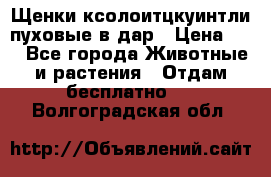 Щенки ксолоитцкуинтли пуховые в дар › Цена ­ 1 - Все города Животные и растения » Отдам бесплатно   . Волгоградская обл.